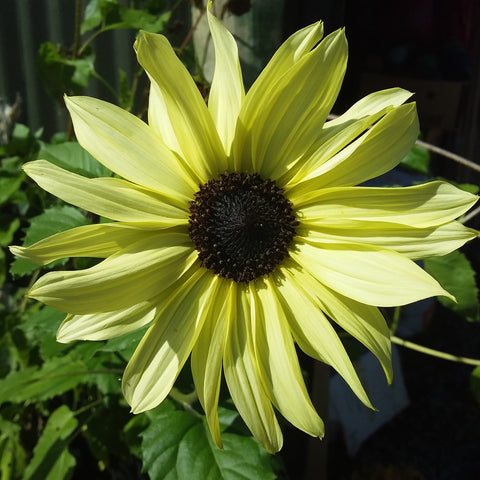 Yellow Flowers