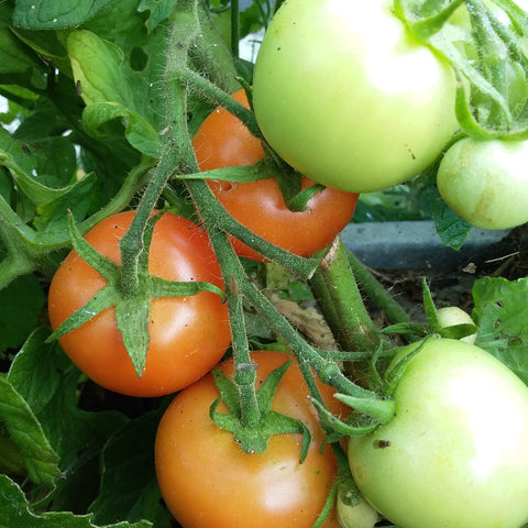 Tomatoes, Peppers & Chillis