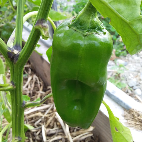 Peppers