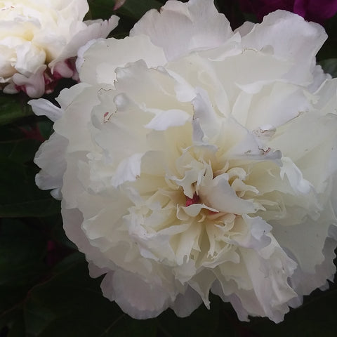 Peonies