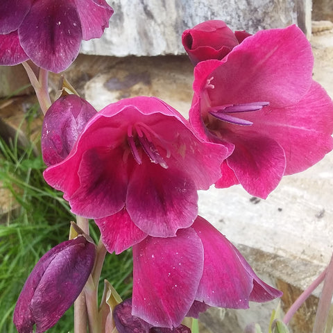 Red/Burgandy Flowers