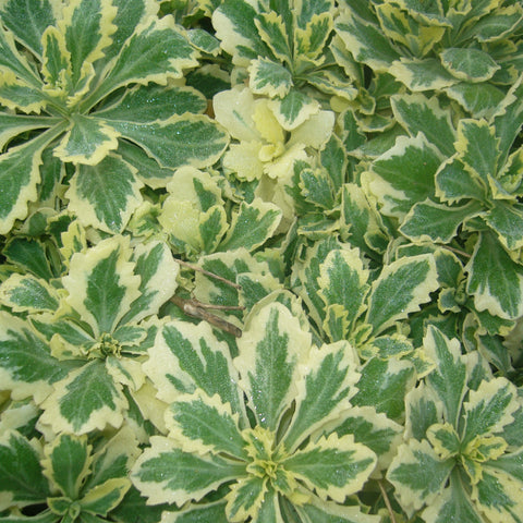 Variegated