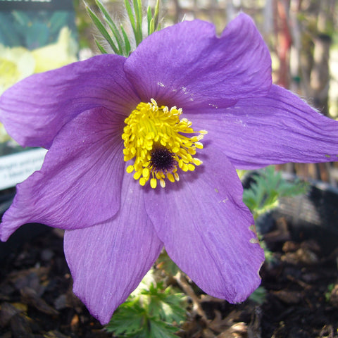 Purple/lilac flower