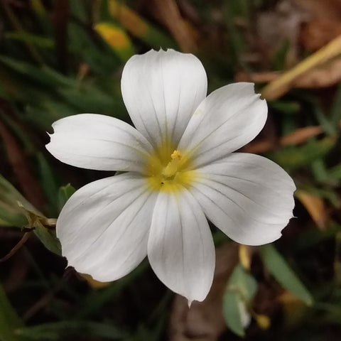 White Flowers