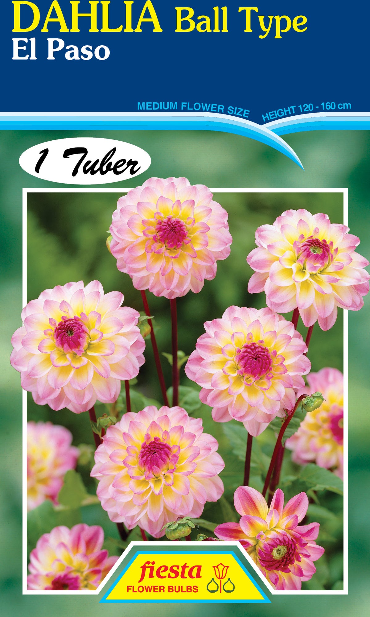 Dahlia El Paso The Fruitful Potager