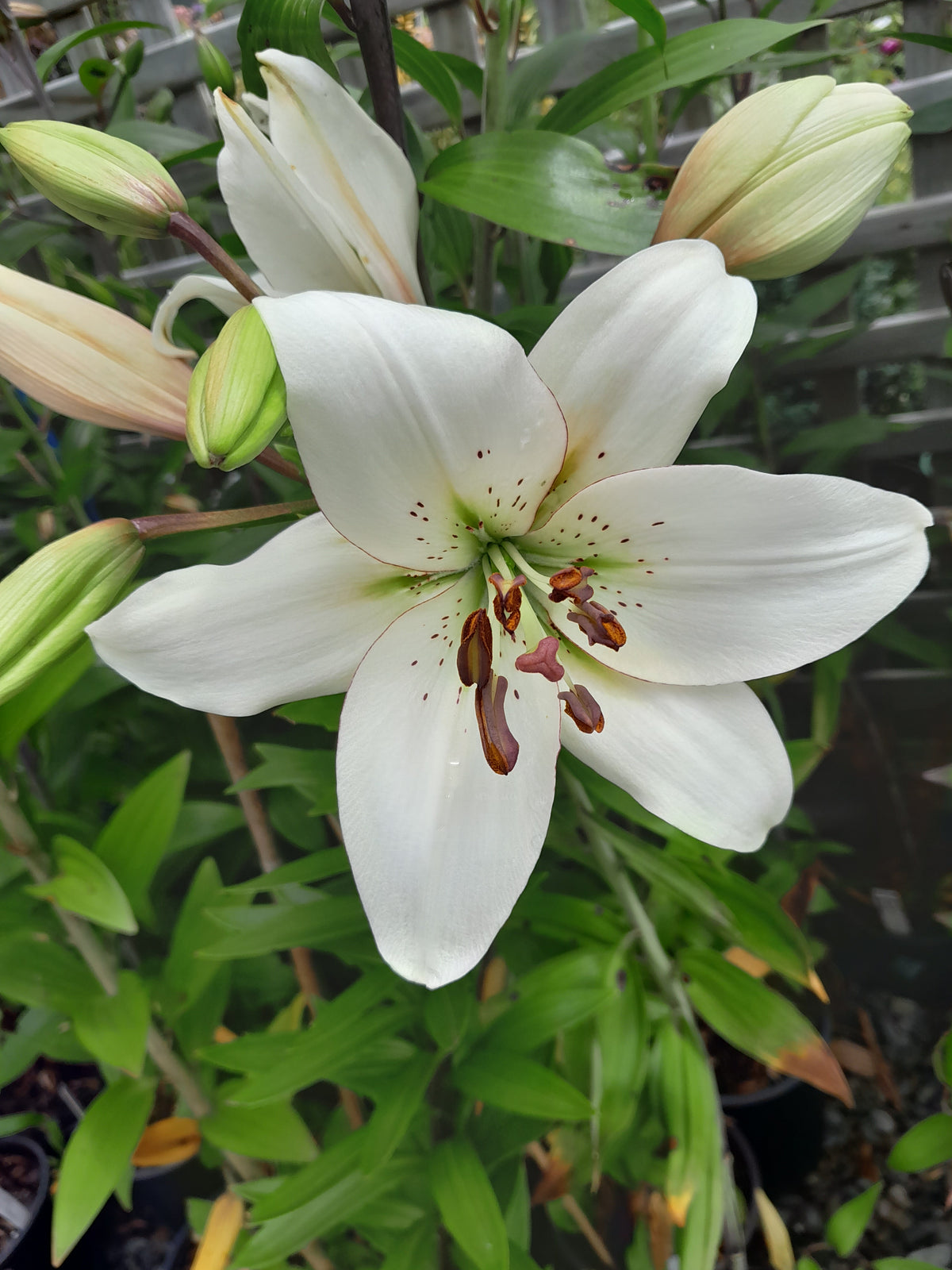 Lily Asiatic Eyeliner The Fruitful Potager