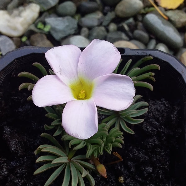 Small pink flower in a pot with pebbles and leaves in the background