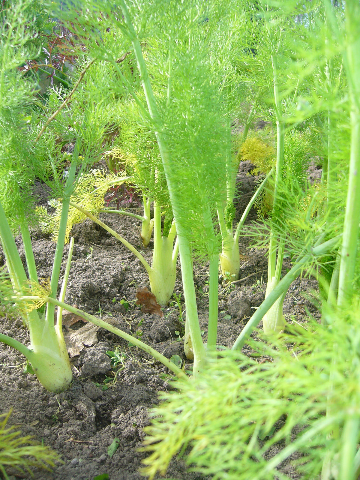 Florence Fennel Milano The Fruitful Potager